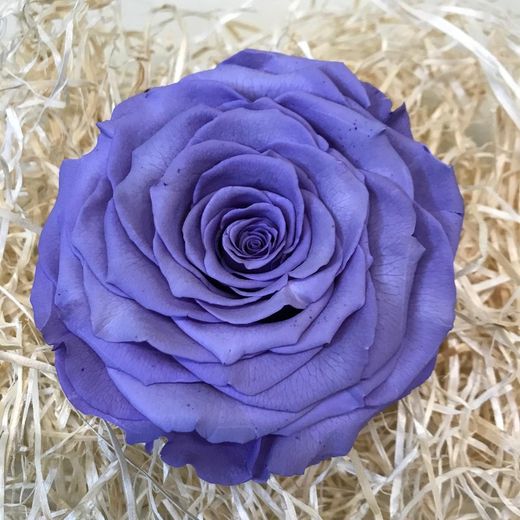 Caps de Roses Preservats XXL