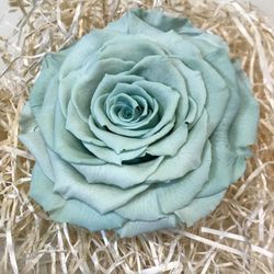 Caps de Roses Preservats XXL