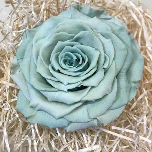 Caps de Roses Preservats XXL