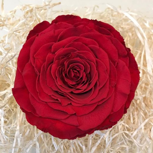 Caps de Roses Preservats XXL