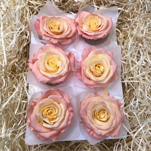 Cabezas de Rosas Romantic Preservadas 6 unidades
