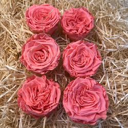 Cabezas de Rosas Romantic Preservadas 6 unidades