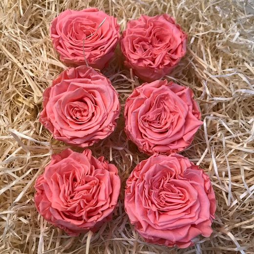 Cabezas de Rosas Romantic Preservadas 6 unidades