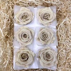 Cabezas de Rosas Romantic Preservadas 6 unidades