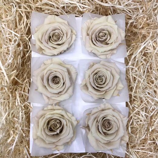 Cabezas de Rosas Romantic Preservadas 6 unidades