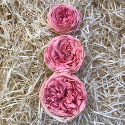 Cabezas Rosas de Jardín Preservadas Grandes 3 uds.