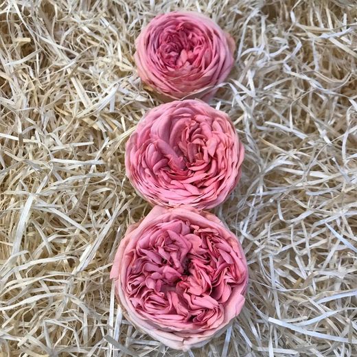Cabezas Rosas de Jardín Preservadas Grandes 3 uds.