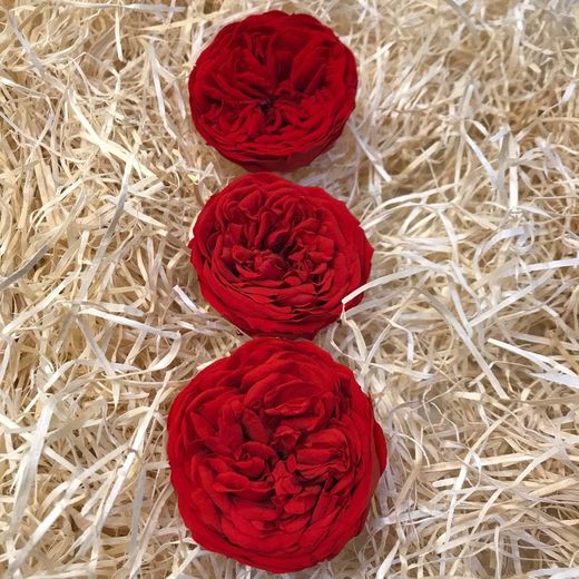 Cabezas Rosas de Jardín Preservadas Grandes 3 uds.