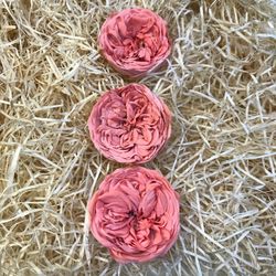 Cabezas Rosas de Jardín Preservadas Grandes 3 uds.