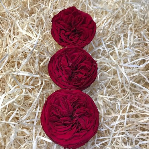 Cabezas Rosas de Jardín Preservadas Grandes 3 uds.