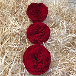 Cabezas Rosas de Jardín Preservadas Grandes 3 uds.