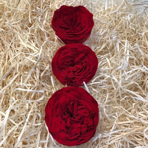 Cabezas Rosas de Jardín Preservadas Grandes 3 uds.
