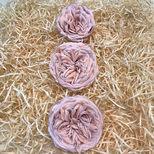 Cabezas Rosas de Jardín Preservadas Grandes 3 uds.