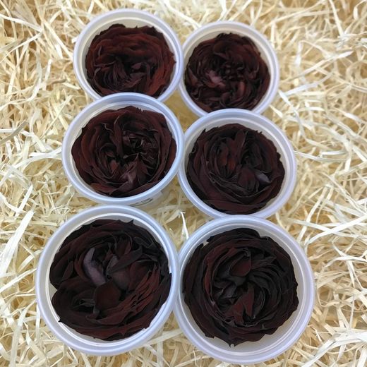 Caps Roses de Jardí Preservades Mitjanes 6 uds.