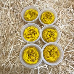 Caps Roses de Jardí Preservades Mitjanes 6 uds.