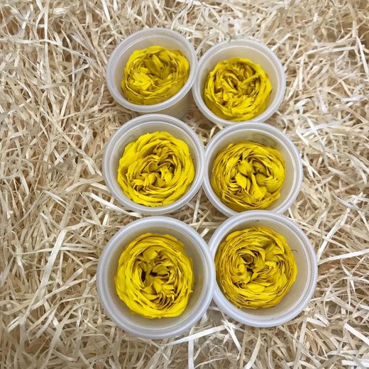 Caps Roses de Jardí Preservades Mitjanes 6 uds.