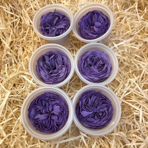 Caps Roses de Jardí Preservades Mitjanes 6 uds.