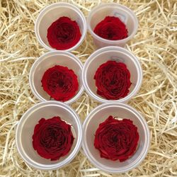 Caps Roses de Jardí Preservades Mitjanes 6 uds.