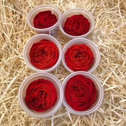 Caps Roses de Jardí Preservades Mitjanes 6 uds.