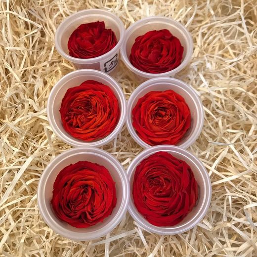 Caps Roses de Jardí Preservades Mitjanes 6 uds.