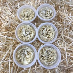 Caps Roses de Jardí Preservades Mitjanes 6 uds.