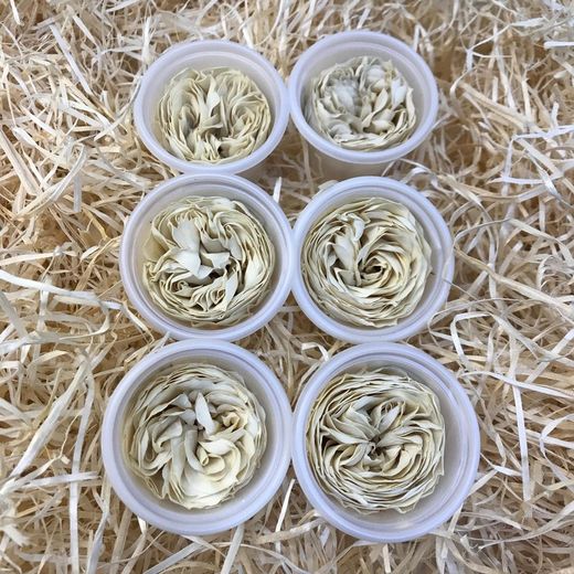 Caps Roses de Jardí Preservades Mitjanes 6 uds.