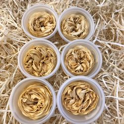 Caps Roses de Jardí Preservades Mitjanes 6 uds.