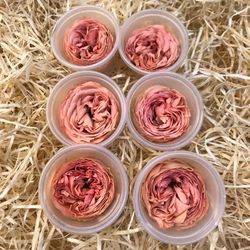 Caps Roses de Jardí Preservades Mitjanes 6 uds.