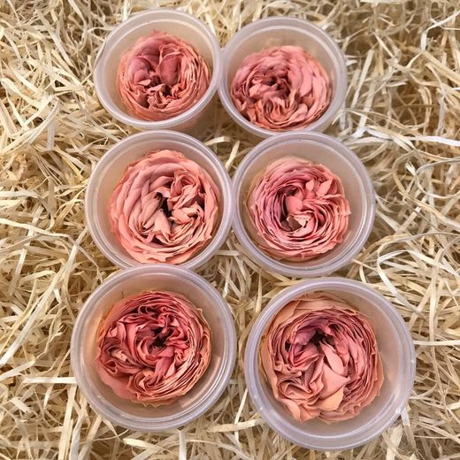 Caps Roses de Jardí Preservades Mitjanes 6 uds.