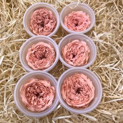 Caps Roses de Jardí Preservades Mitjanes 6 uds.