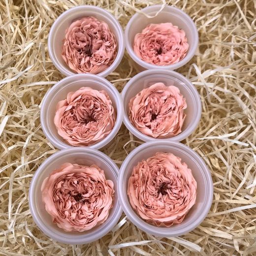 Caps Roses de Jardí Preservades Mitjanes 6 uds.