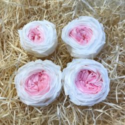 Caps Roses Angleses Preservades M 4 uts.