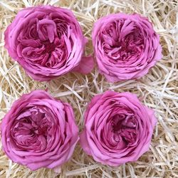 Caps Roses Angleses Preservades M 4 uts.