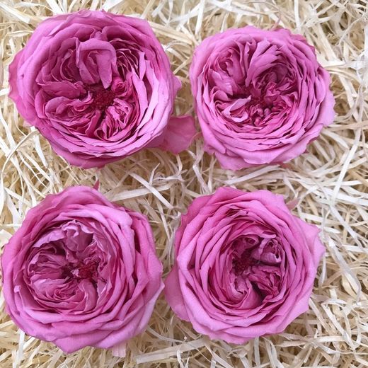 Caps Roses Angleses Preservades M 4 uts.