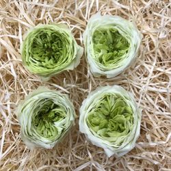 Caps Roses Angleses Preservades M 4 uts.