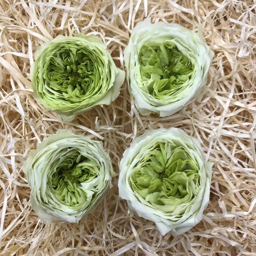 Caps Roses Angleses Preservades M 4 uts.