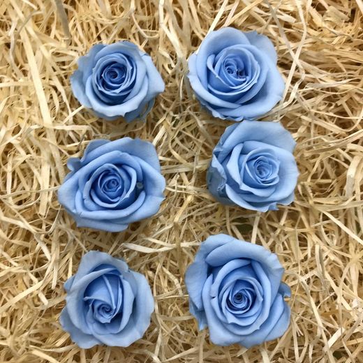 Cabezas Rosas Mini Preservadas 6 uds.