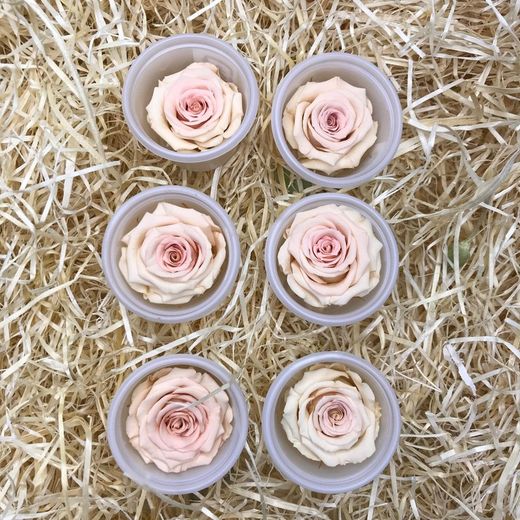 Cabezas Rosas Mini Preservadas 6 uds.