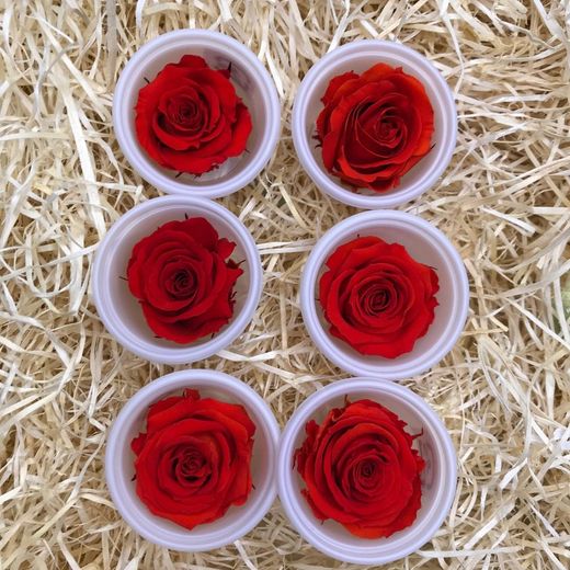 Cabezas Rosas Mini Preservadas 6 uds.