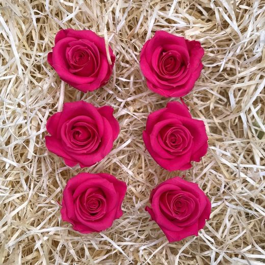 Cabezas Rosas Mini Preservadas 6 uds.