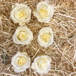 Cabezas Rosas Mini Preservadas 6 uds.