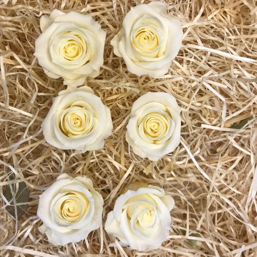 Cabezas Rosas Mini Preservadas 6 uds.