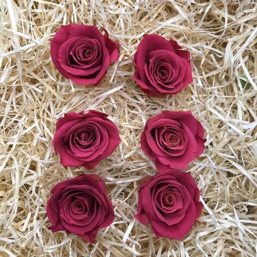 Cabezas Rosas Mini Preservadas 6 uds.