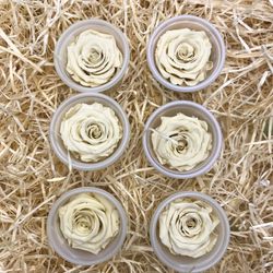 Cabezas Rosas Mini Preservadas 6 uds.