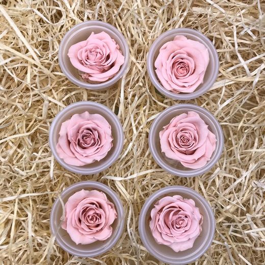 Cabezas Rosas Mini Preservadas 6 uds.