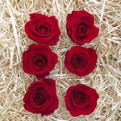 Cabezas Rosas Mini Preservadas 6 uds.