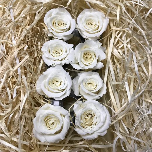Cabezas Rosas Princesa Preservadas Caja 8 uds.