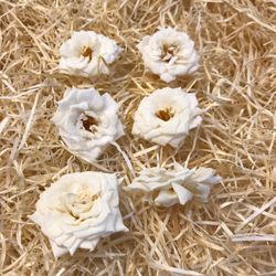 Cabezas Rosas Silvestres M Preservadas 6 uds.