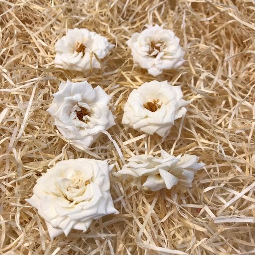 Cabezas Rosas Silvestres M Preservadas 6 uds.