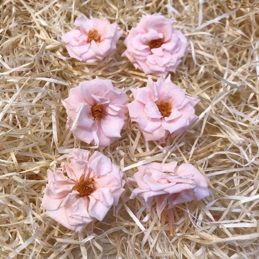Cabezas Rosas Silvestres M Preservadas 6 uds.